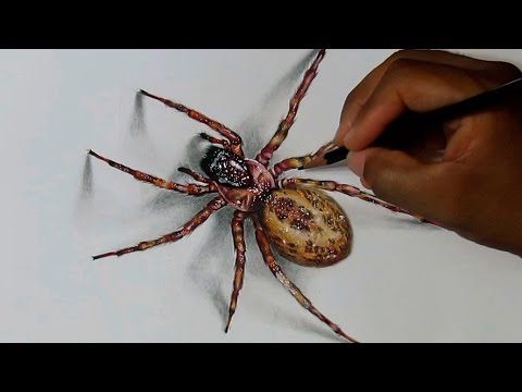 480x360 Spider Drawing With Prismacolor Verithin