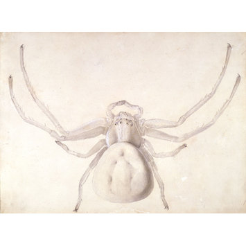 355x355 Study Of A Light Grey Spider Potter, Beatrix Vampa Search