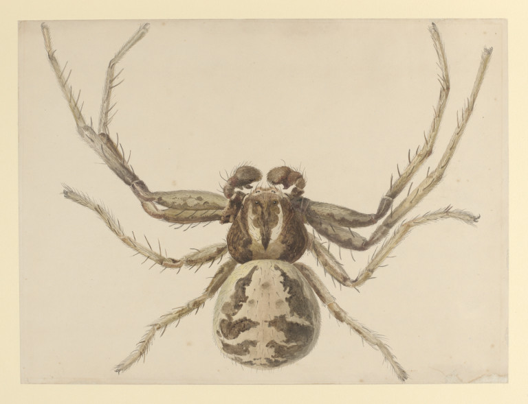 768x589 Drawing Potter, Beatrix Vampa Search The Collections