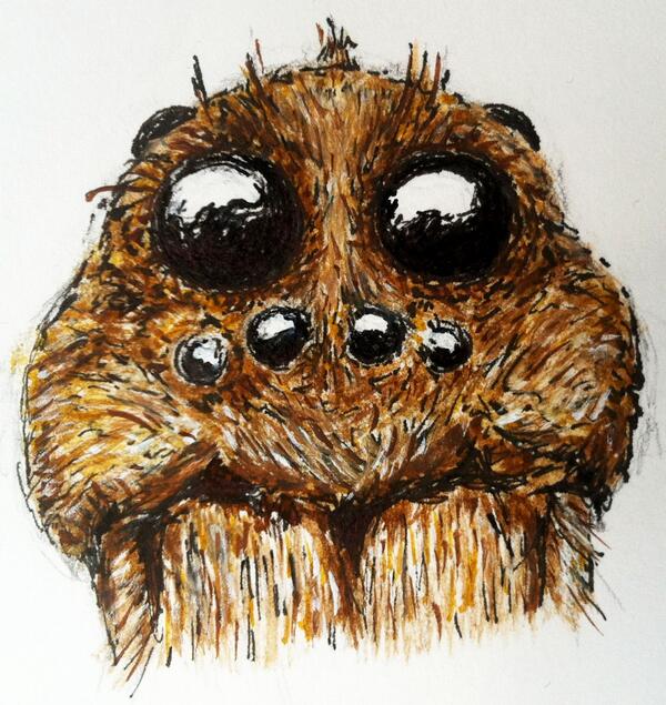 600x635 Harvard Forest On Twitter Wolf Spider Face, Drawn By Hf Summer