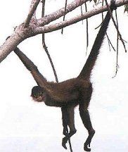 182x216 Spider Monkey Culture Amp Feet Spider Monkeys And Monkey