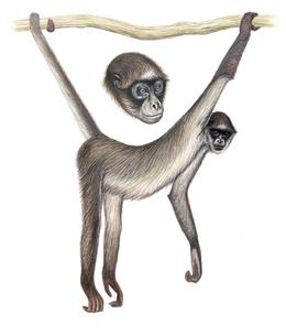 260x304 The Brown Spider Monkey Of Venezuela Is On The Current Top 25 Most