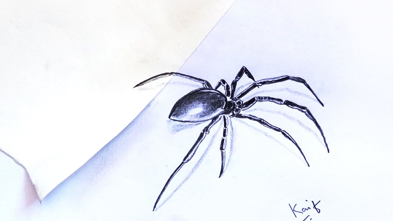 Spider Pencil Drawing at GetDrawings | Free download