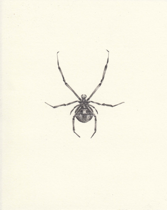 570x716 Black Widow Spider Original Pencil Drawing In Vintage Frame By