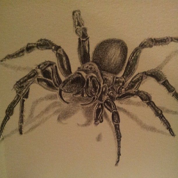 612x612 Sydney Funnel Web Spider. 2b Pencil Sketch My Art (Spider