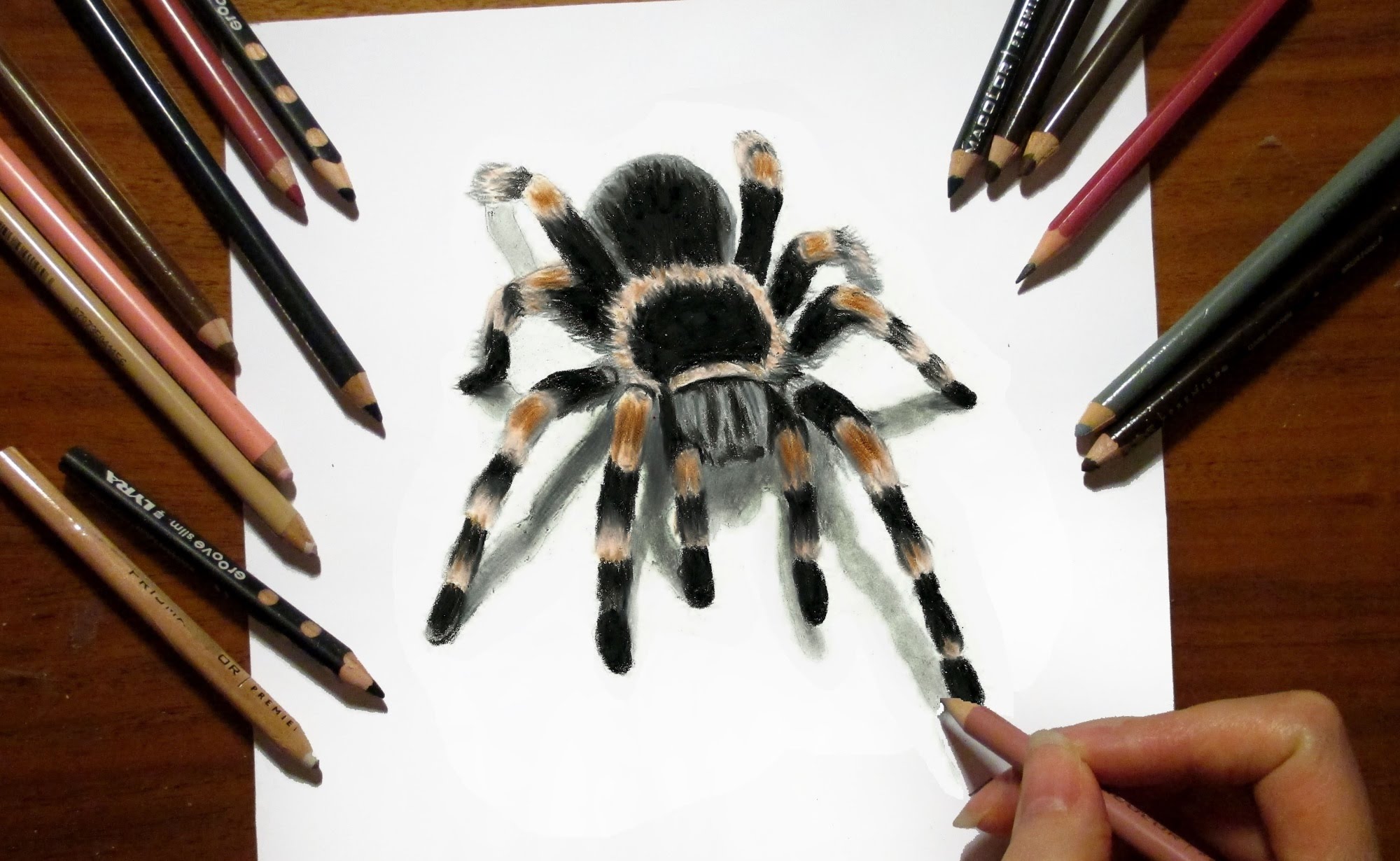 2000x1230 3d Drawing Tarantula Spider In Colored Pencil