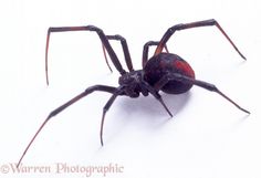 236x161 Black Widow Spider Both Males And Females Have Strong Venoms, But