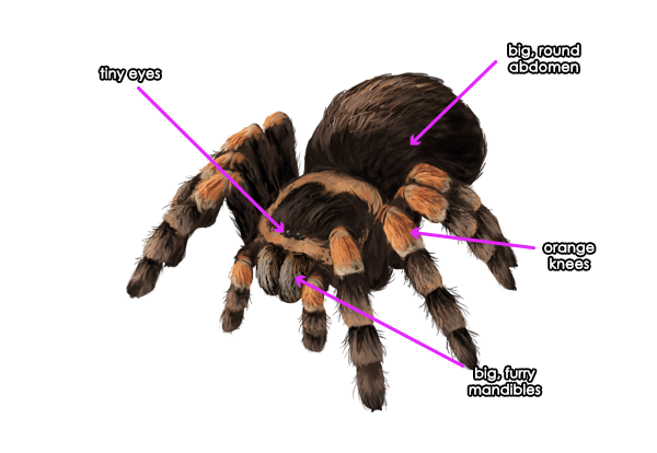 600x414 How To Draw Animals Spiders, Popular Species, Anatomy And Movement