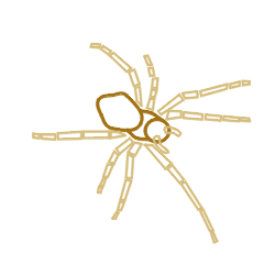 250x250 How To Draw A Spider