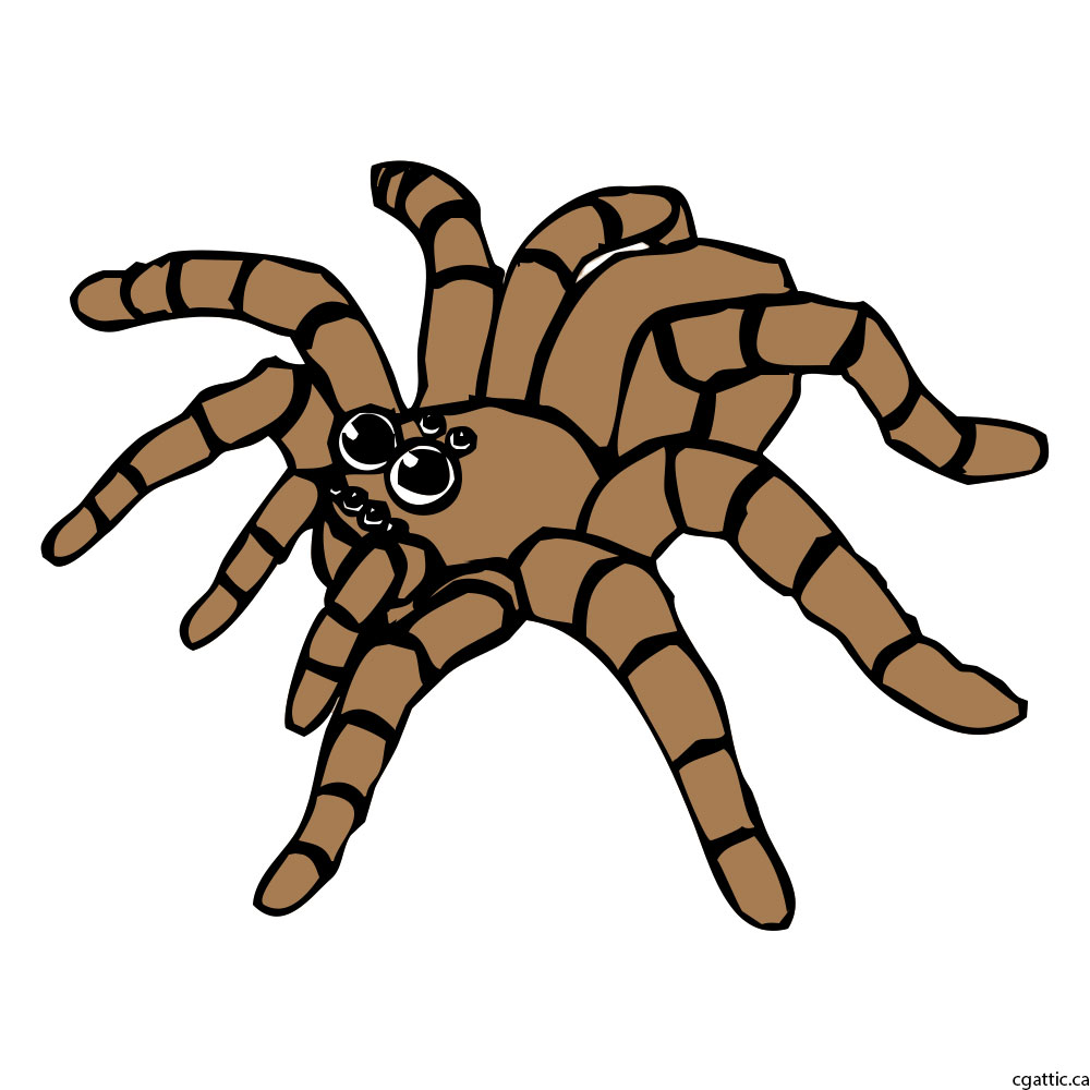 1000x1000 Spider Cartoon Drawing In 4 Steps With Photoshop