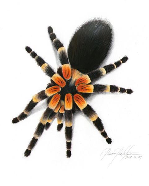 Spiders Drawing at GetDrawings | Free download