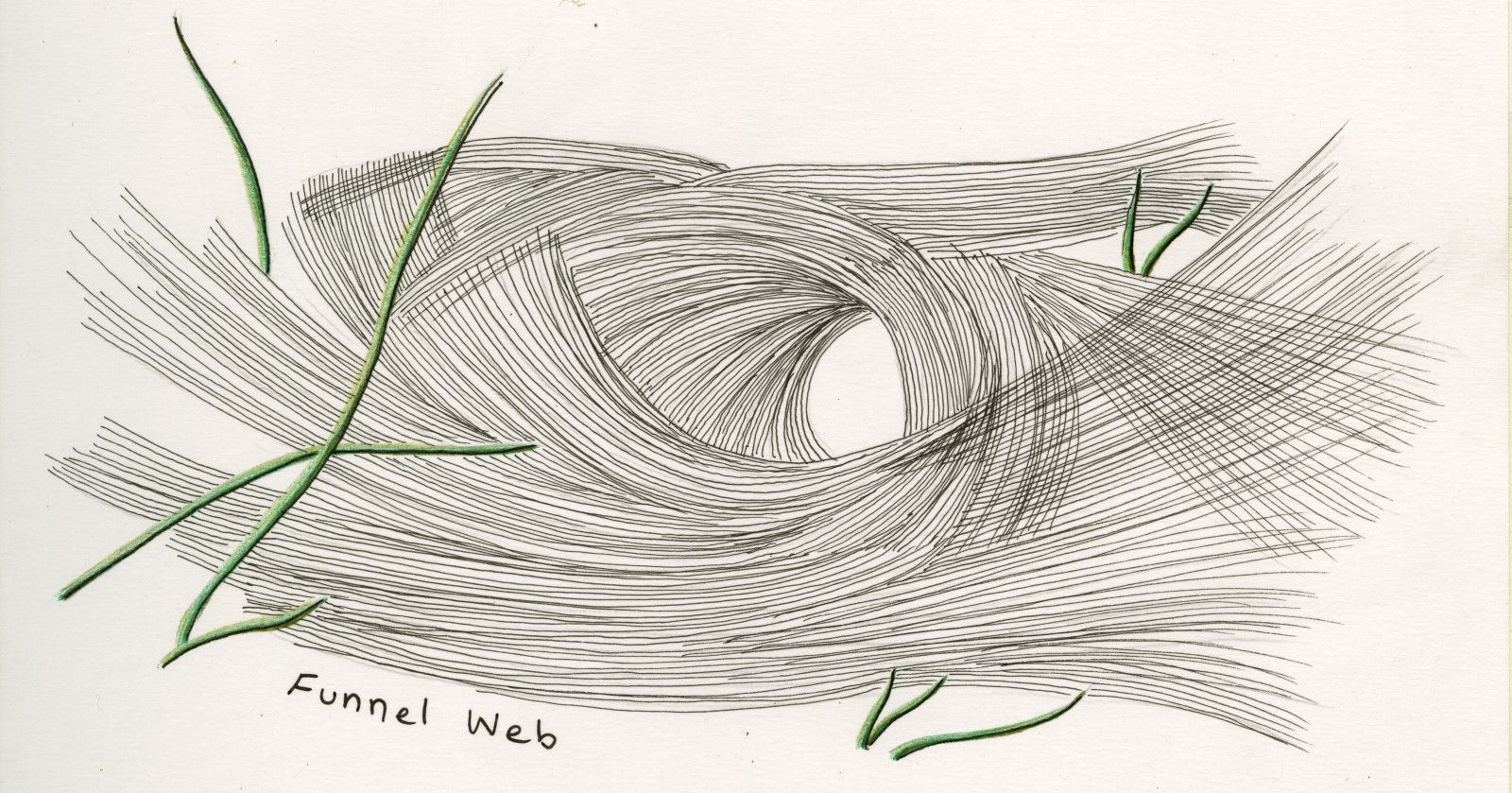 1600x839 Spider Webs Come As Many Different Types Bay Nature