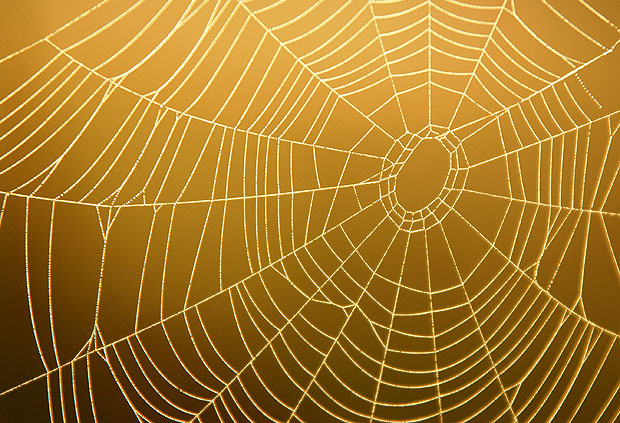 620x423 Drawn Spider Web Delicate