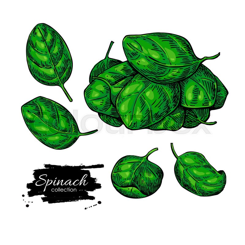800x800 Spinach Leaves Hand Drawn Vector Set. Vegetable Illustration