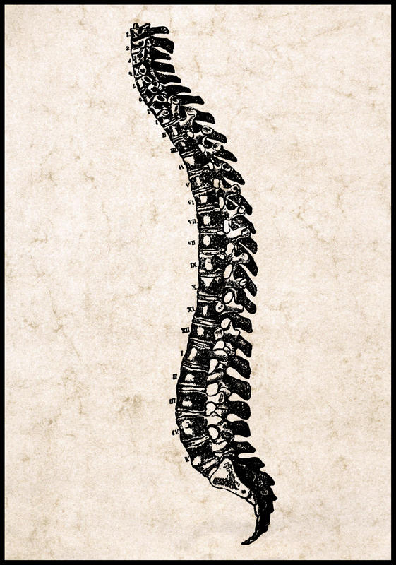 Spinal Cord Drawing at GetDrawings | Free download