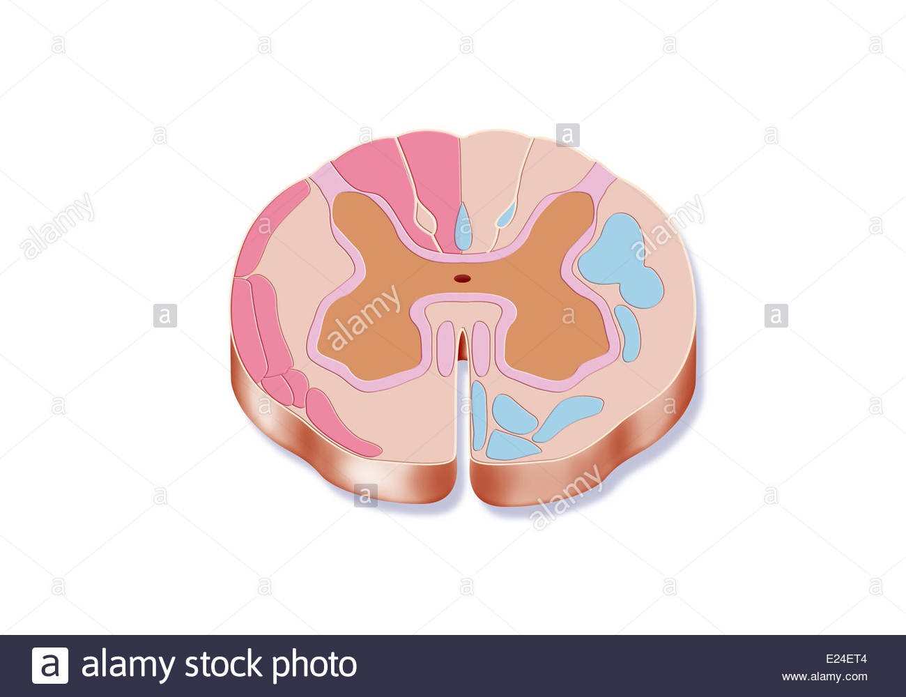 1300x1000 Spinal Cord, Drawing Stock Photo 70170244