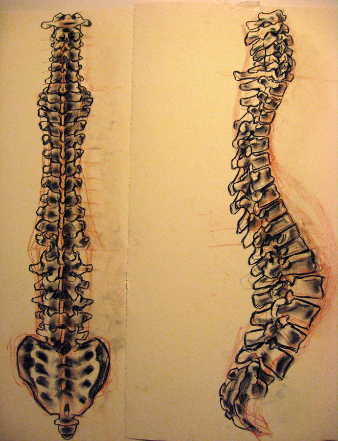 Spine Drawing at GetDrawings | Free download