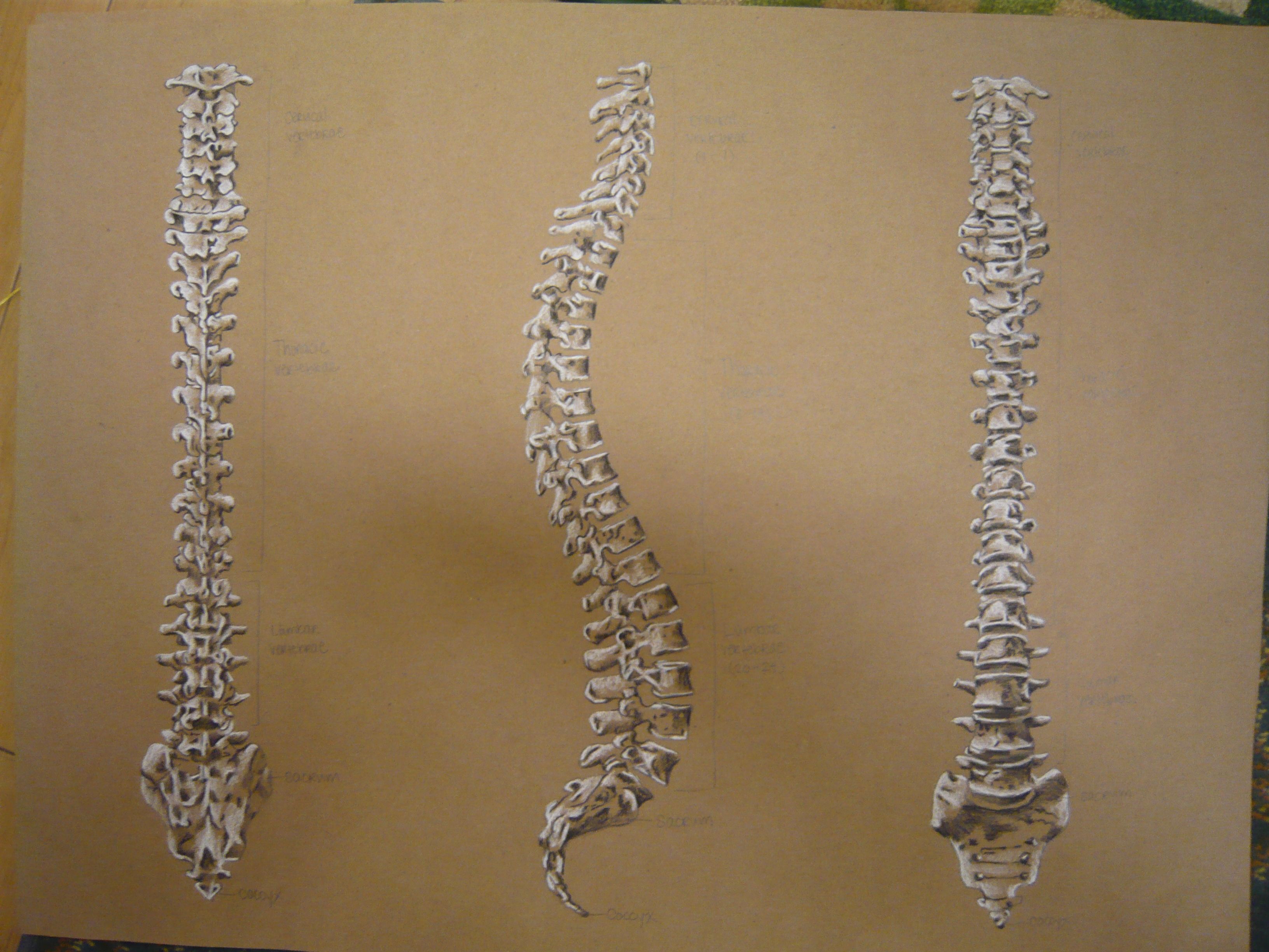 3264x2448 Spine Drawingwhite Amp Black Charcoal