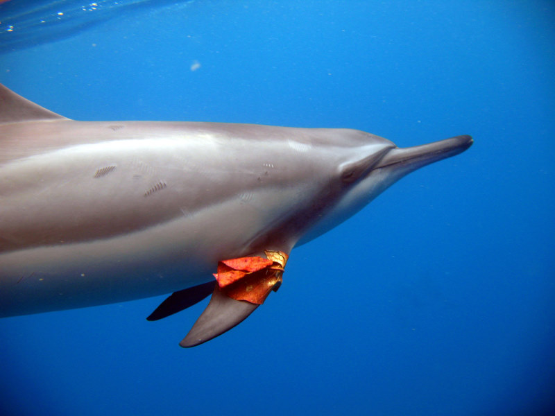 800x600 Speakdolphin