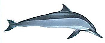 350x145 What Are The 32 Types Of Dolphins