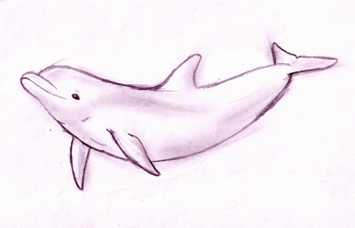 500x321 Dolphin Sketch Sketch Of A Bottlenose Dolphin. It Took Me A Lot