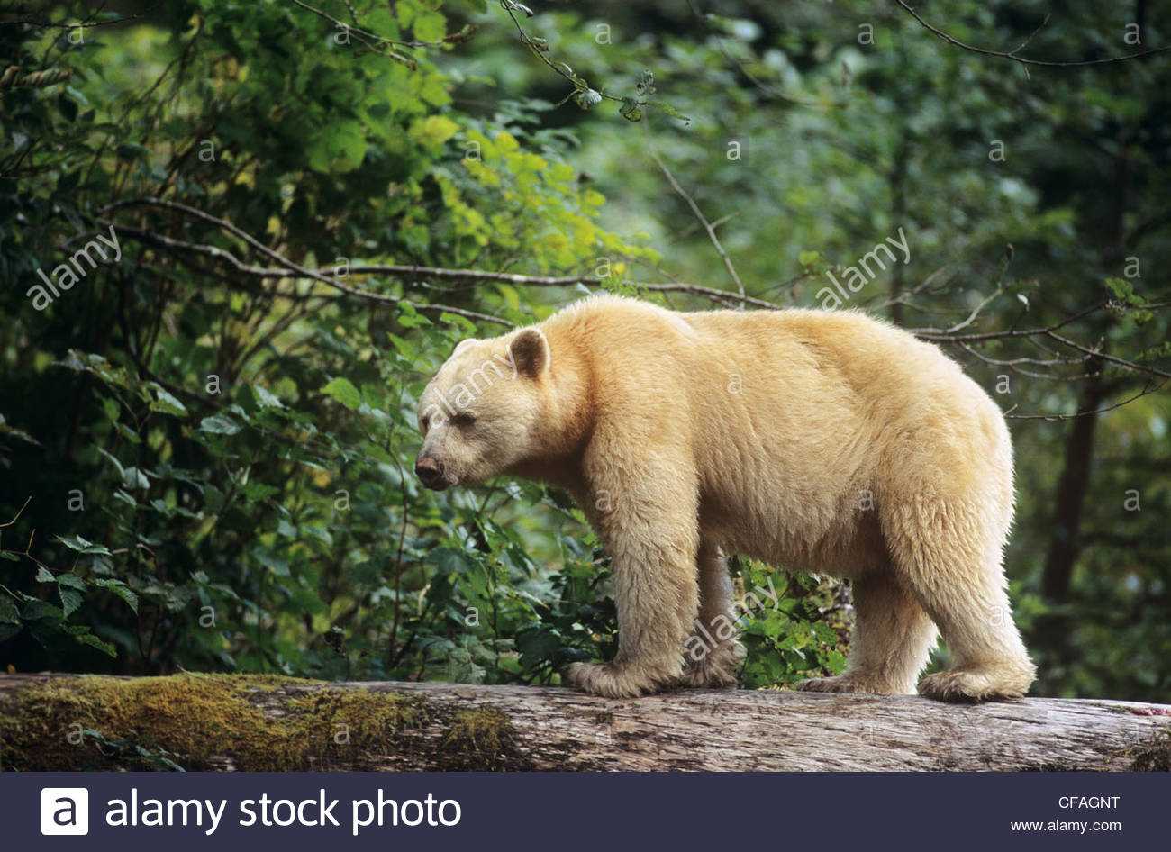 1300x946 Spirit Bear Walking Across Log, Great Bear Rainforest, British