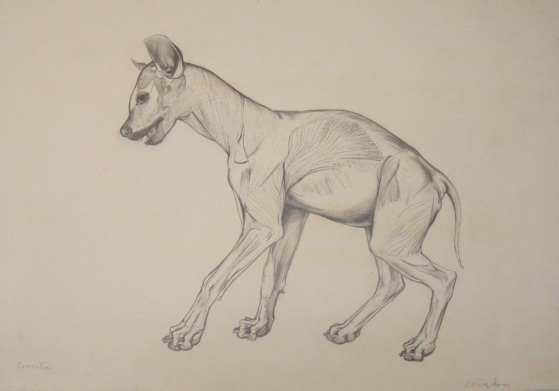 800x560 Gallery Pangolin