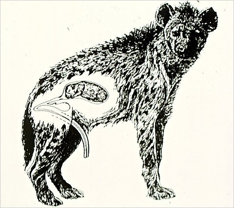 480x427 Male Or Female Good Question!