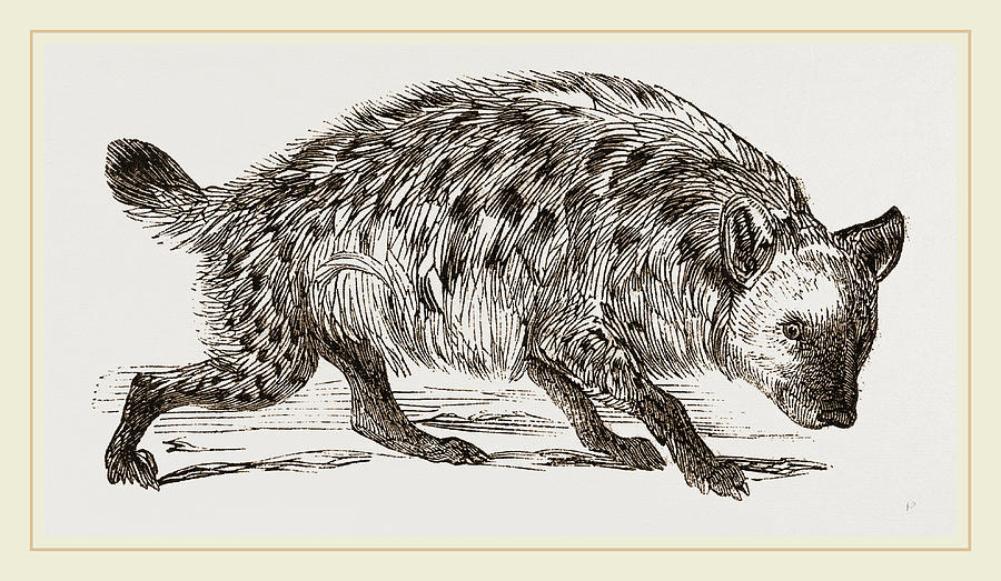 900x523 Spotted Hyena Drawing By Litz Collection