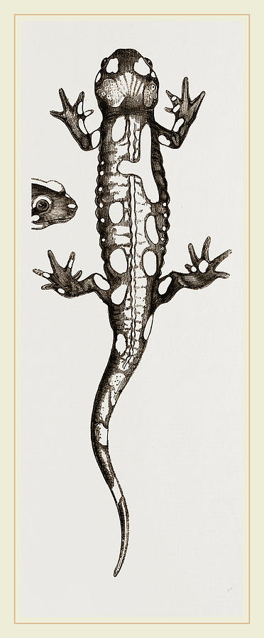 372x900 Spotted Salamander Drawing By Litz Collection