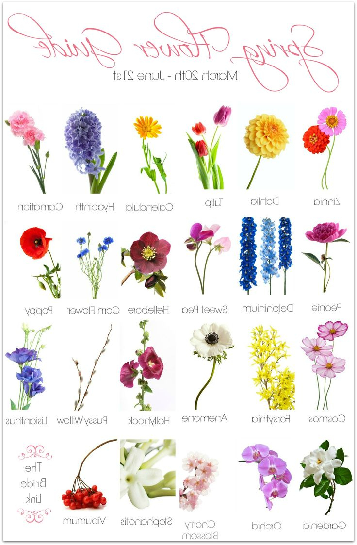 Different Types Of Flowers Drawing With Names - Different Lettering ...