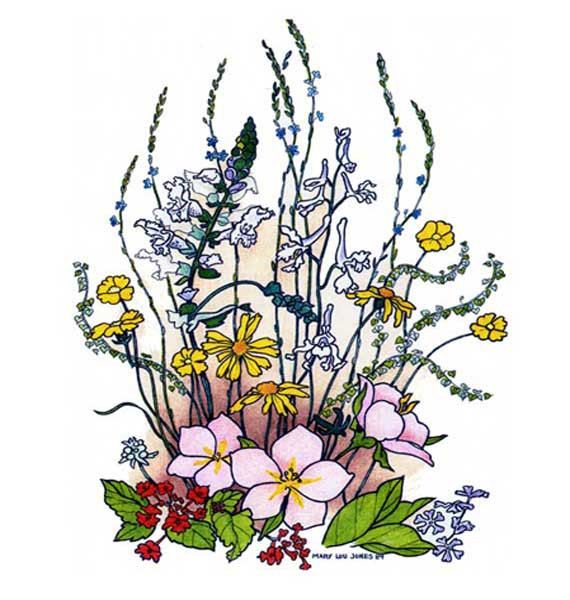 570x600 Texas Spring Wildflower Prints 8 X 10 Drawing In By Meermemories