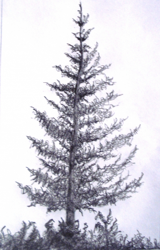 Spruce Tree Drawing at GetDrawings | Free download