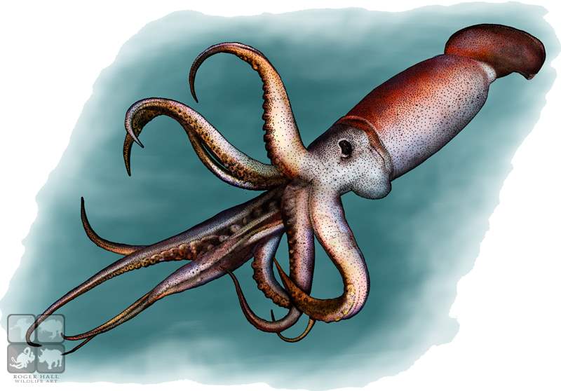 800x558 Humboldt Squid Stock Art Illustration