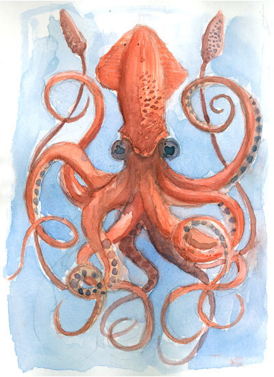 400x550 Squid Draw