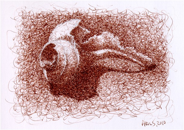 600x425 Sea Shell Pen And Ink Squiggle Drawing Pen And Ink