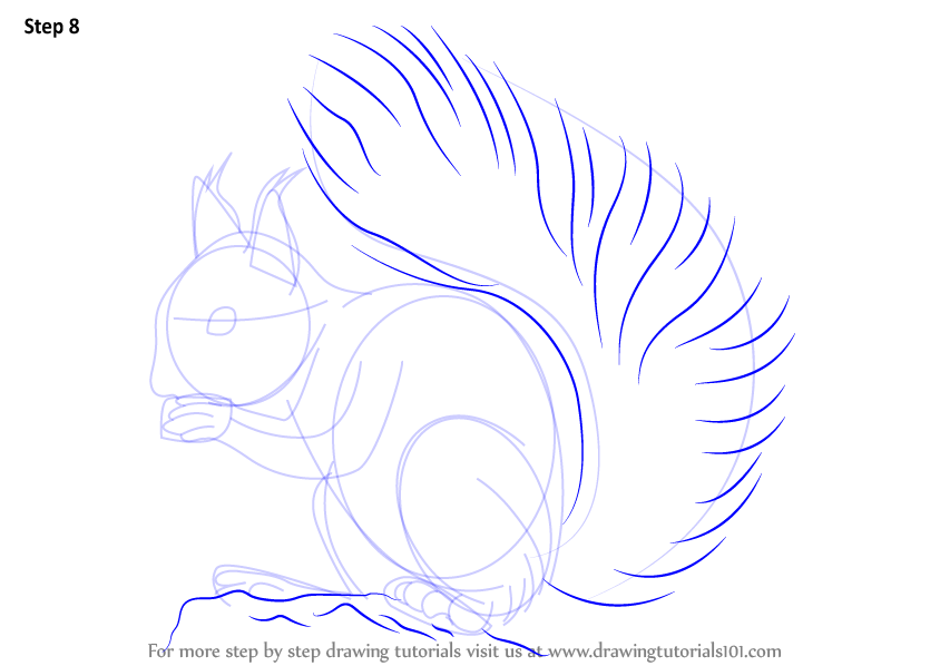 844x598 Learn How To Draw A Red Squirrel (Rodents) Step By Step Drawing