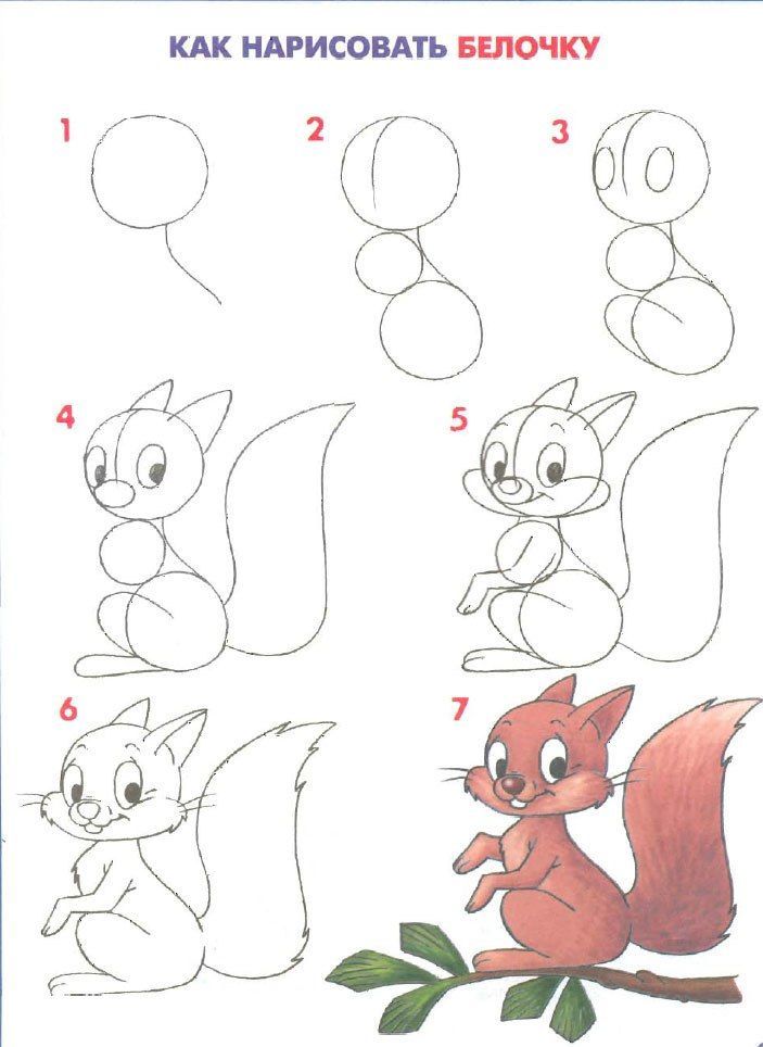 703x964 Squirrel Repinned By How To Draw Animals