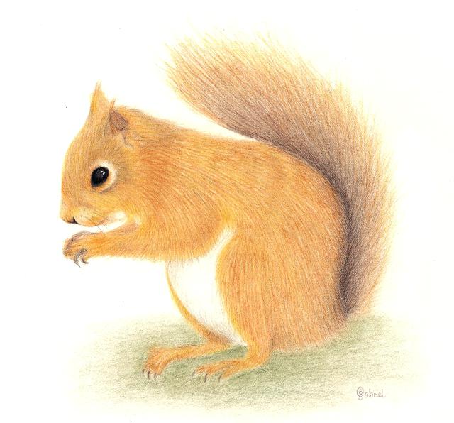 640x596 Squirrel Drawing Hi Everyone This Is My Latest Drawing A Squirrel