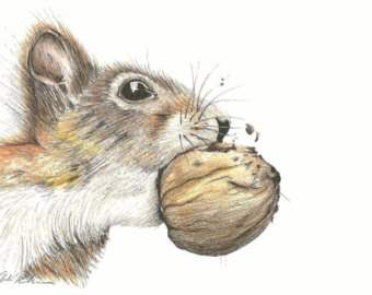 340x270 Squirrel Drawing Etsy