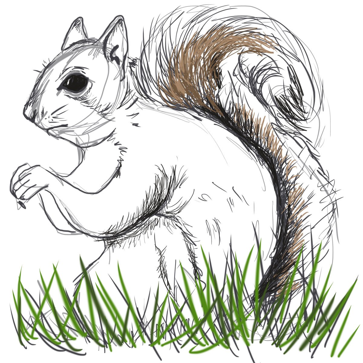 1200x1200 Squirrel 10,000 Bad Drawings