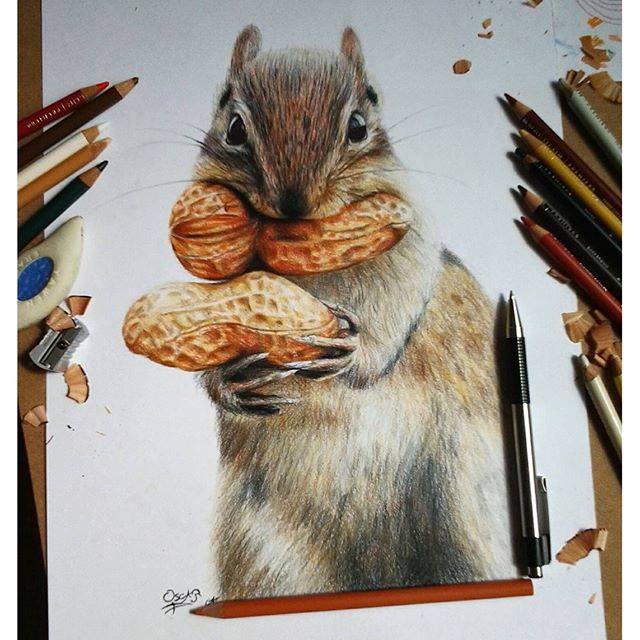 640x640 Squirrel Color Pencil Drawing By Oscar Guzmanhernandez Image