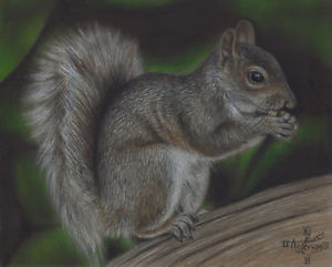 300x241 Squirrel Original Colored Pencil Drawing