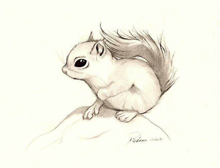 720x552 Pin By Jenny Fox On Cute Squirrels Squirrel
