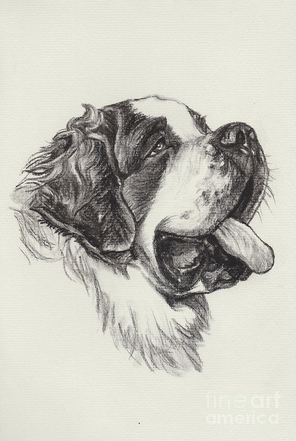 604x900 Saint Bernard Portrait Drawing By I Am Lalanny