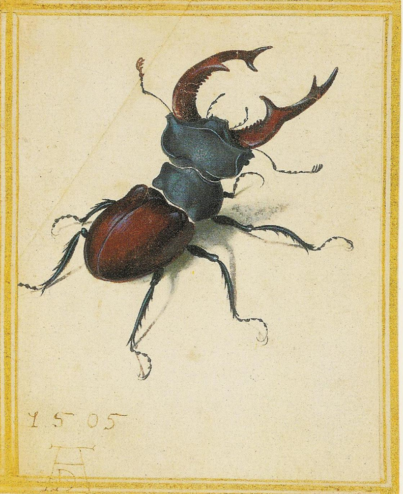 792x972 Epph Stag Beetle (1505)