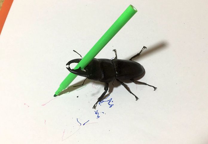 696x481 Young Stag Beetle Finds His Calling As An Artist Mnn