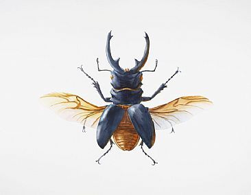 366x284 Stag Beetle