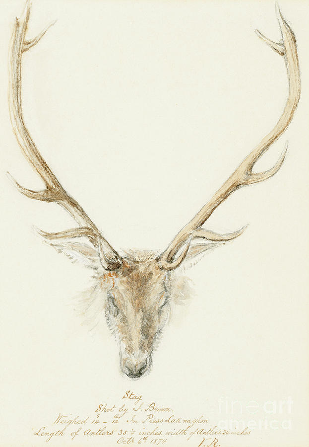 623x900 A Stag Shot By John Brown Drawing By Queen Victoria