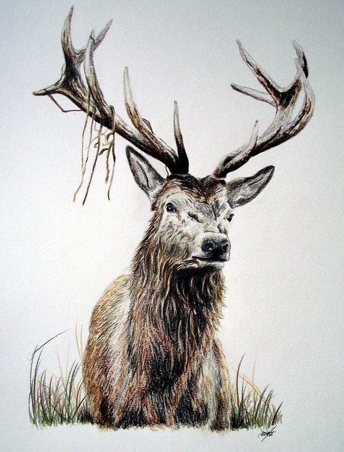 685x900 Deer Stag